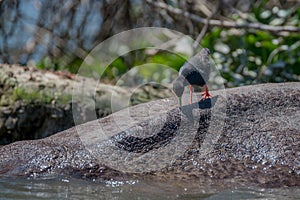 Black crake or Amaurornis flavirostra