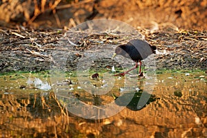 Black Crake - Amaurornis flavirostra waterbird in the rail and crake family, Rallidae. It breeds in most of sub-Saharan Africa photo