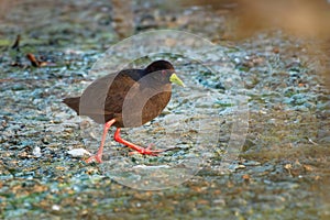 Black Crake - Amaurornis flavirostra waterbird in the rail and crake family, Rallidae. It breeds in most of sub-Saharan Africa photo