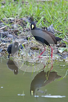 Black Crake with chick