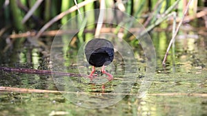 Black crake feeding in pond