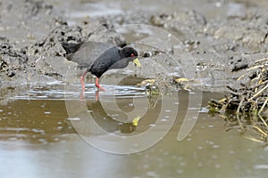 Black crake foraging in water