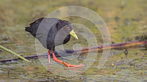 Black Crake on Lake