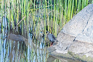 Black Crake next to a pond with reeds