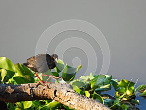 Black crake preening on a log