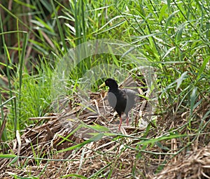 Black Crake in Rice Field