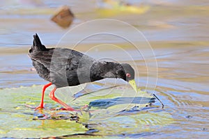 Black Crake standing on a water lilly