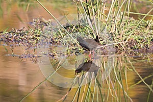 Black crake walking along the edge of a pond searching insects