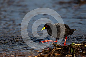 Black Crake walking along the water`s edge photo