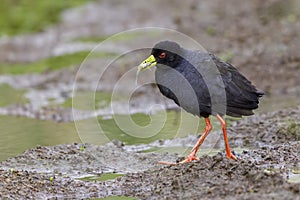 Black Crake Walking With Fish