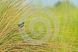 Black Crake, Zapornia flavirostra, hidden in the grass near the river water. Black bird with red leg in the nature habitat, Okavan