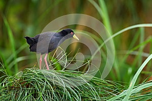 Black crake, Zapornia flavirostra, waterbird in the rail and crake family, walk in the green water vegetation. Bird in the nature