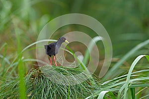 Black crake, Zapornia flavirostra, waterbird in the rail and crake family, walk in the green water vegetation. Bird in the nature