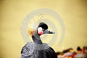 Black crane close-up of the river.