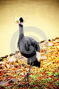 Black crane close-up of the river.