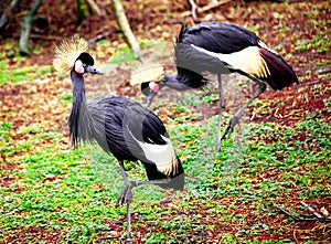 Black crane close-up of the river.