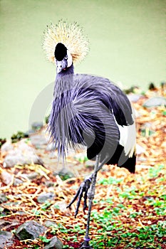 Black crane close-up of the river.