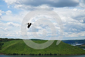 A black crane flying in the sky. The bird is listed in the Red Book.