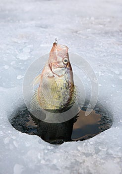 Black crappie being caught through ice