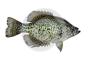 Black crappie fresh caught in a northern Minnesota lake isolated on a white background