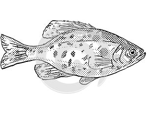 Black crappie or Pomoxis nigromaculatus Freshwater Fish Drawing