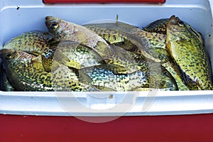 Black crappies