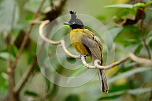 Black-crested bulbul