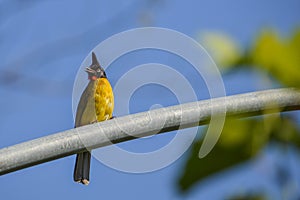 Black-crested Bulbul