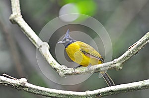 Black-crested Bulbul bird