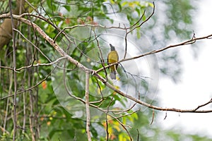 Black-crested bulbul bird in black and yellow perching on tree b