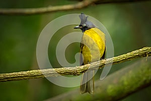 Black-crested Bulbul bird