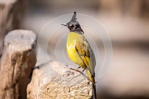 Black-crested Bulbul bird