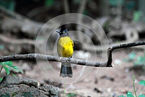Black-crested Bulbul Bird