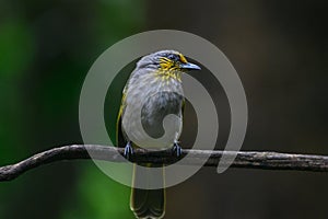 Black-crested Bulbul bird was perched on a branch, looking for food