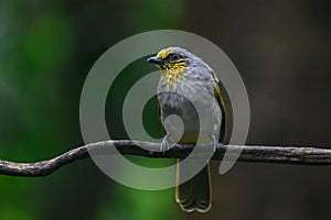 Black-crested Bulbul bird was perched on a branch, looking for food