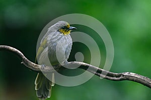 Black-crested Bulbul bird was perched on a branch, looking for food