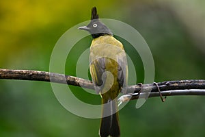 Black-crested Bulbul bird was perched on a branch, looking for food