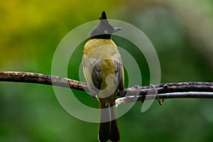 Black-crested Bulbul bird was perched on a branch, looking for food