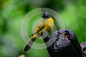 Black-crested Bulbul bird was perched on a branch, looking for food