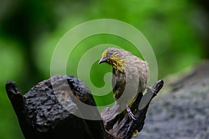 Black-crested Bulbul bird was perched on a branch, looking for food