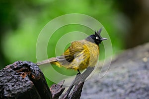 Black-crested Bulbul bird was perched on a branch, looking for food