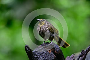 Black-crested Bulbul bird was perched on a branch, looking for food