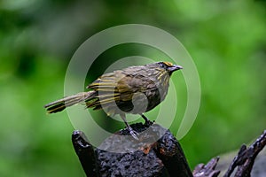 Black-crested Bulbul bird was perched on a branch, looking for food