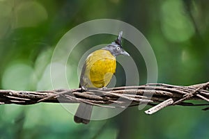 Black-crested bulbul, passerine bird in yellow with black crest