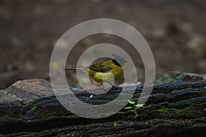 Black-crested Bulbul Pycnonotus flaviventris