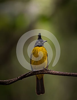 Black-crested Bulbul  Pycnonotus flaviventris