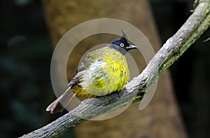 Black-crested Bulbul Pycnonotus flaviventris