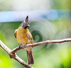 Black-crested Bulbul or Pycnonotus flaviventris bird