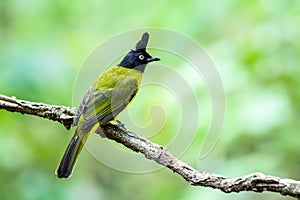 Black-crested Bulbul Pycnonotus flaviventris on branch, Thailand