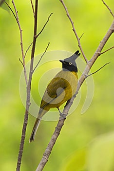 Black Crested Bulbul, Pycnonotus flaviventris, Kyari village, Uttarakhand